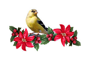 Bureaubladachtergronden Vogels Exotisch goldfinch Dieren