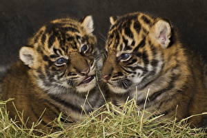 Bilder Große Katze Babys Tiger Tiere