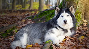 Papel de Parede Desktop Cães Husky siberiano Malamute-do-alasca um animal