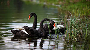 Обои Птицы Лебедь черные животное