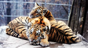 Bilder Große Katze Jungtiere Tiger ein Tier