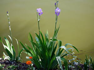 Images Irises