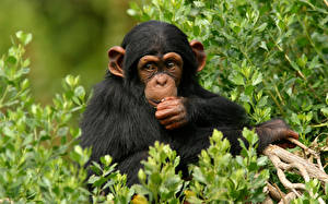 Картинки Обезьяны шимпанзе