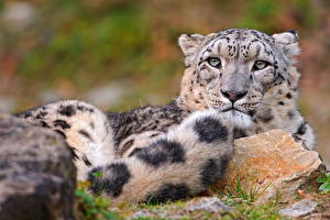Fondos de escritorio Grandes felinos Leopardo de las nieves