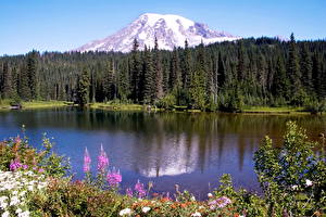 Bakgrundsbilder på skrivbordet Parker Skog USA Mount Rainier nationalpark Washington Natur