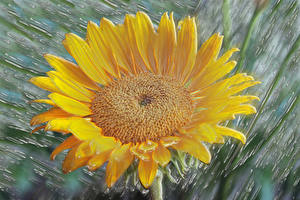 Fotos Sonnenblumen 3D-Grafik Blumen