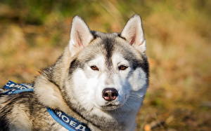 Bilder Hunde Alaskan Malamute ein Tier