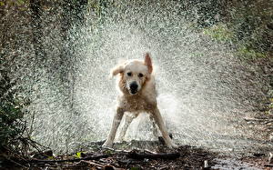 Pictures Dog Retriever Water splash animal