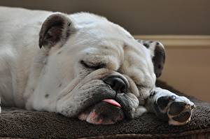 Bakgrundsbilder på skrivbordet Hund Bulldogg Sömn  Djur