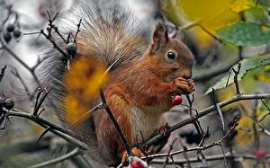 Images Rodents Squirrels Branches Animals