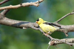 Desktop wallpapers Birds Exotic goldfinch Animals