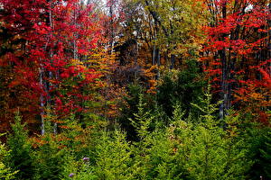Hintergrundbilder Jahreszeiten Herbst Wälder Natur