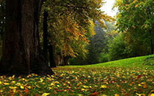 Bilder Wälder Jahreszeiten Herbst Natur