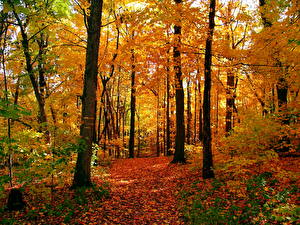 Hintergrundbilder Jahreszeiten Herbst Wald Natur