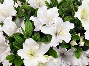 Photo Rhododendron flower