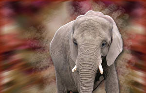 Bilder Elefanten Tiere