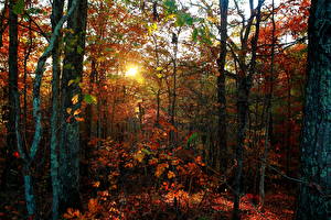 Hintergrundbilder Jahreszeiten Herbst Wälder Natur