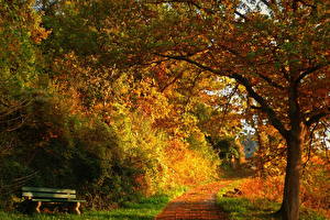 Фото Сезон года Осень Скамейка дорожка Природа