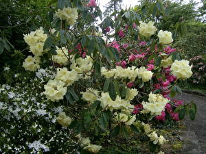 Fotos Rhododendren Blüte