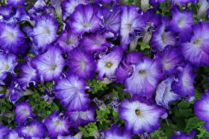 Bilder Petunien Blüte