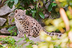 Bakgrunnsbilder Store kattedyr Ung Snøleopard  Dyr