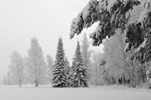 Bilder Jahreszeiten Winter Wald Schnee  Natur
