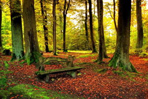 Pictures Seasons Autumn Forest Bench Nature