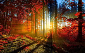 デスクトップの壁紙、、季節、秋、森林、朝焼けと日没、光線、自然