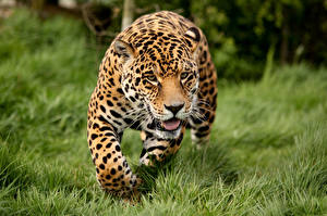 Bilder Große Katze Jaguaren ein Tier