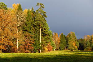 Bilder Jahreszeiten Herbst Wald  Natur