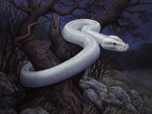Desktop hintergrundbilder Schlangen Tiere
