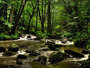 Image Waterfalls Forest Creeks  Nature