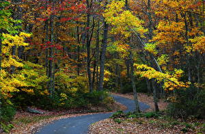 Picture Seasons Autumn Roads Nature