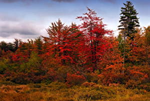 Bilder Jahreszeiten Herbst Wälder Natur