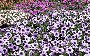 Hintergrundbilder Petunien Blumen