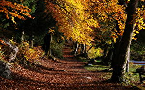 Hintergrundbilder Jahreszeiten Herbst Wälder  Natur