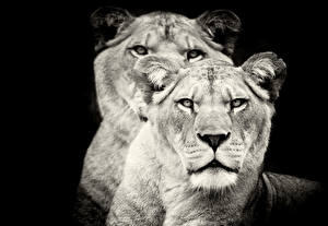 Fonds d'écran Fauve Lions Lionne un animal