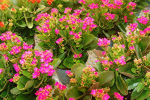 Bakgrundsbilder på skrivbordet Kalankoesläktet Blommor