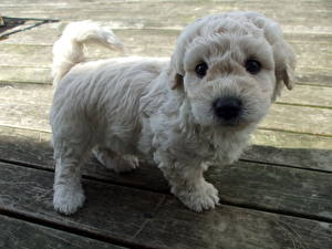 Pictures Dogs Poodle Puppy  Animals
