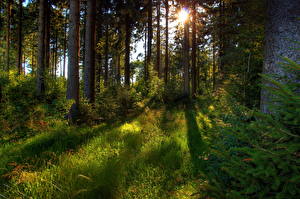 Bureaubladachtergronden Bos Duitsland Lichtstralen  Natuur