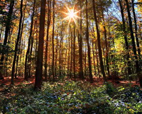 Papel de Parede Desktop Florestas Alemanha Raios de luz  Naturaleza