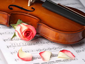 Bakgrundsbilder på skrivbordet Musikinstrument Violin