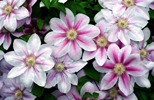 Image Clematis Flowers