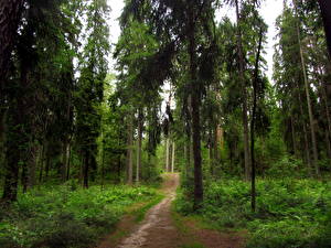 Wallpaper Forest Russia  Nature
