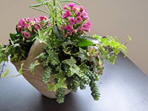 Wallpapers Kalanchoe Flowers