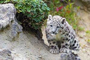Bakgrundsbilder på skrivbordet Pantherinae Ung Snöleopard Djur