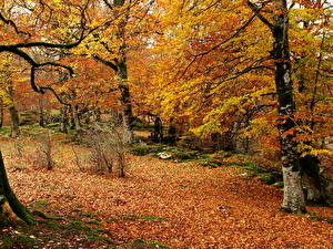 Bilder Jahreszeiten Herbst Wälder Natur