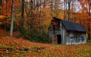 Bilder Jahreszeiten Herbst Wald  Natur
