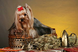 Wallpapers Dog Yorkshire terrier Animals