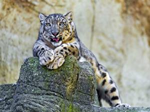 Desktop hintergrundbilder Große Katze Schneeleopard ein Tier